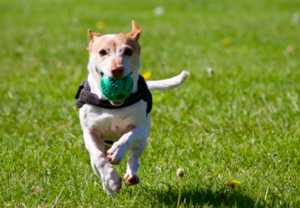 Cani, attenzione alle spighe
